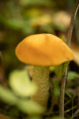 macro photo of boletus in the autumn forest, macro mushroom