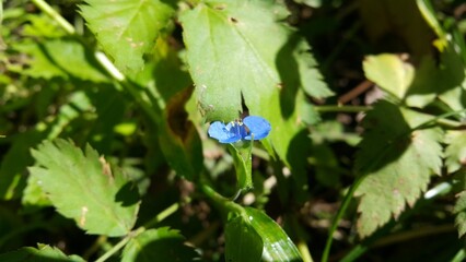 Beautiful little blue flower background. World Environment Day on June 5th. World Wildlife Conservation Day on December 4th. World Nature Conservation Day on July 28th.