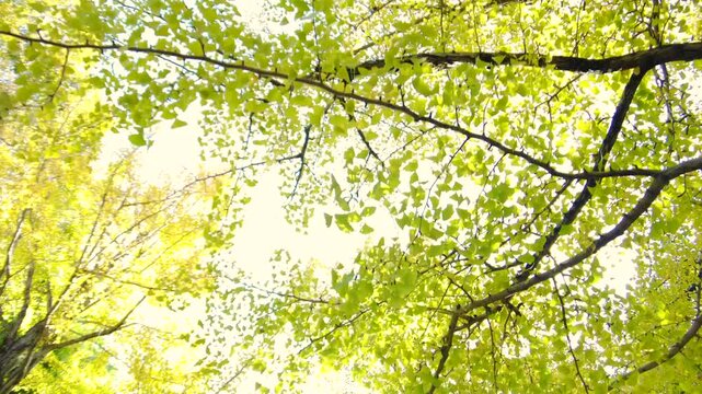 POV, dolly shot of walking on the yellow green ginkgo biloba tree avenue with sunlight. The leaves turning golden color. 4K