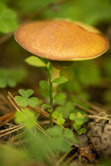 macro photo of a yellow edible mushroom on pine needles in clover, gifts of the autumn forest