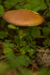 macro photo of a brownish-yellow edible mushroom on pine needles in clover