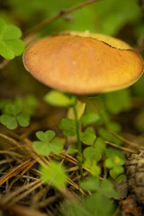 cap of a light brown edible mushroom in green grass in an autumn forest, macro