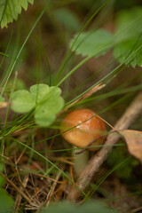 tiny butter mushroom in a coniferous forest among strawberries and clover, macro photo of butter mushroom