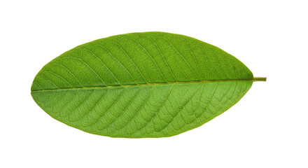Obraz premium Single guava leaf isolated on white background 2.