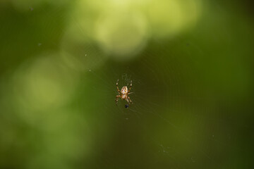 Spider web and yellow spider on a web on a beautiful background