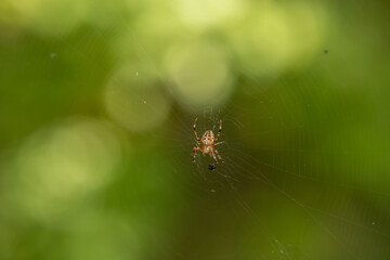 yellow spider on a web on a blurred forest background