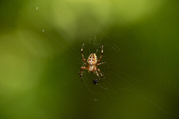 A brown and black spider caught a fly in its webs