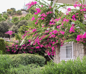 Beautiful pink and white begonville flowers on traditional summer house. Mediterranean plants in the garden.