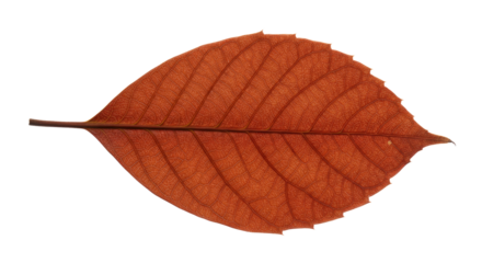 Single orange autumn leaf isolated on white 1.