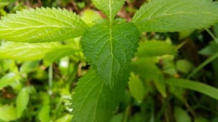 close up of green leaves, Very fresh light green leaf background. Perfect for documentaries about tropical rainforests and World Wildlife Conservation Day on December 4th.
