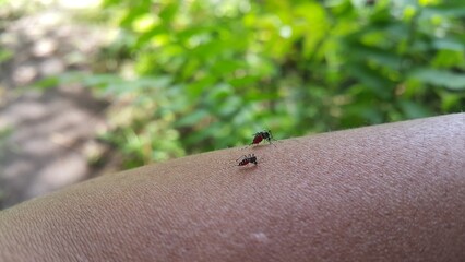 Mosquitoes suck blood until their stomachs are red. shot in the jungle.