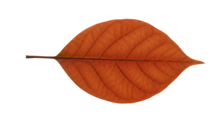 Single orange autumn leaf isolated on white 2.