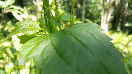 Weaver ants on dark green leaves. Perfect for documentaries about tropical rainforests and World...