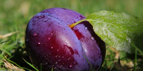 A close-up of a plump, ripe plum with water droplets, nestled in green grass.