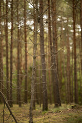 autumn coniferous forest, beautiful nature, forest in autumn