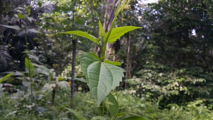 green grass in the morning, Beautiful and cool plant leaf background. Perfect for documentaries about tropical rainforests and World Nature Conservation Day on July 28th.