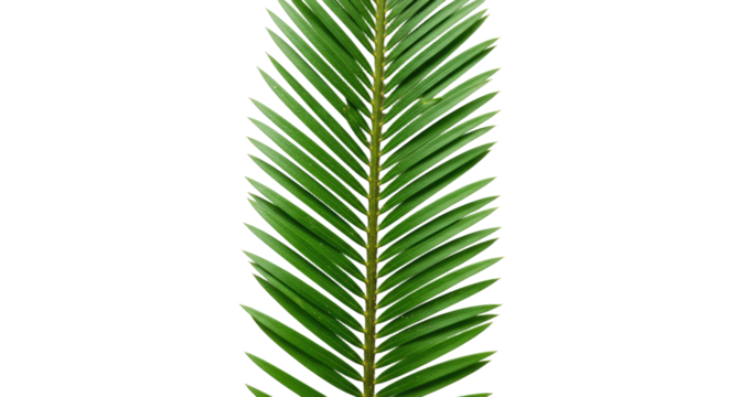 Single Palm Leaf Close Up Detailed View.