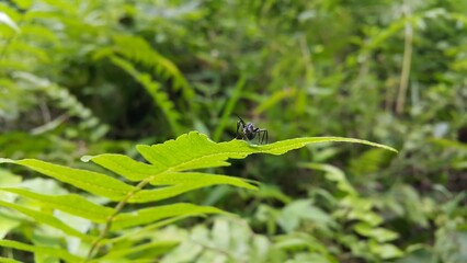 Black Carpenter Ant on Leaf. Perfect for documentaries about tropical rainforests and World Environment Day on June 5th. Polyrhachis armata, armed spiny ant, polyrhachis, Polyrhachis dives Insect, 