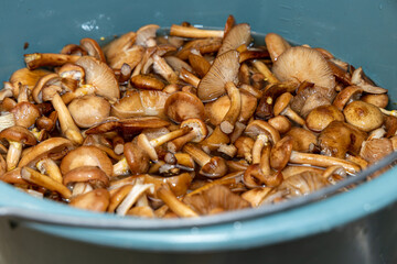 Delicious honey mushrooms in a ceramic plate . Honey fungus (Armillaria mellea) mushrooms in the...