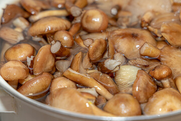 Delicious honey mushrooms in a ceramic plate . Honey fungus (Armillaria mellea) mushrooms in the...