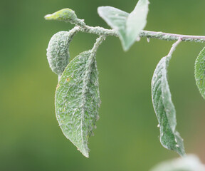 Green aphids on a plum branch, insect pest on tree