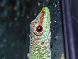 Phelsuma madagascariensis madagascariensis Madagascar day gecko macro close up