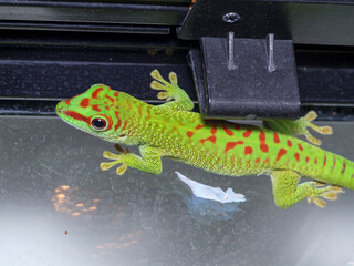 Phelsuma madagascariensis madagascariensis Madagascar day gecko macro close up