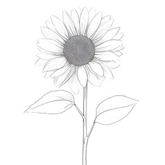 Elegant sketch of a sunflower, capturing its natural beauty.