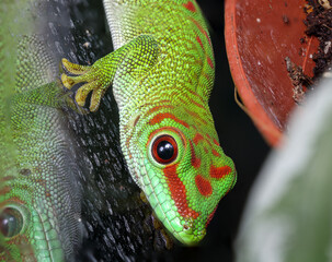 Phelsuma madagascariensis madagascariensis Madagascar day gecko macro close up