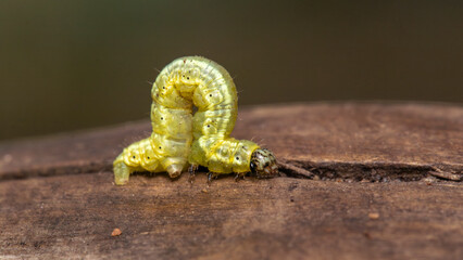 tiny green caterpillar crawling over wood background