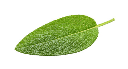 Obraz premium Single Sage Leaf Close Up Detailed View.