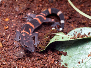 Goniurosaurus orientalis japanese gecko baby colse up macro
