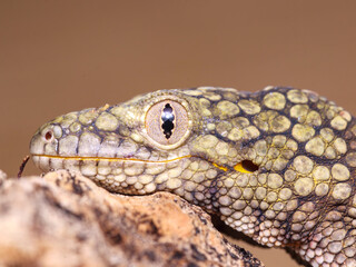 Eurydactylodes occidentalis chameleon gecko female head view