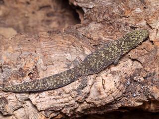 Eurydactylodes occidentalis chameleon gecko female top side view