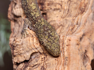 Eurydactylodes occidentalis chameleon gecko male top side head view