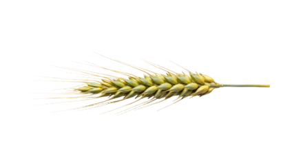 Single stalk of wheat isolated on white background.
