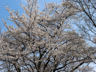 桜が咲く都市緑地公園「北雲雀きずきの森」