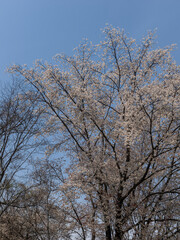 桜が咲く都市緑地公園「北雲雀きずきの森」