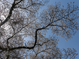 桜が咲く都市緑地公園「北雲雀きずきの森」