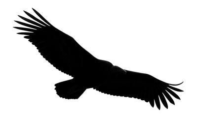 Fototapeta premium Silhouette of a flying vulture with broad wings
