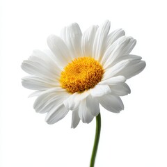 Naklejka premium Elegant White Daisy on Minimalist Background for Floral Decor