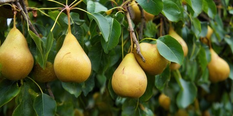 Close-up shot of ripe pears hanging from a tree branch with green leaves, ready for harvest.