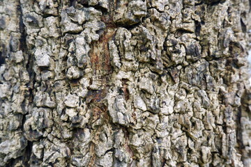 Close up view of ancient tree bark reveals rough, cracked texture. natural wood exhibits resilient...