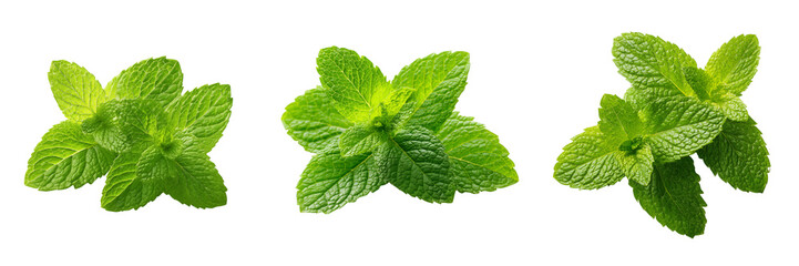 Set of Thai fresh mint leaves, single leaf and small cluster on transparent png background. Ai generated