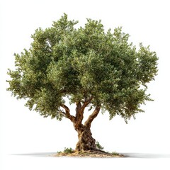 Olive Tree with Broad Green Foliage and Thick Gnarled Trunk
