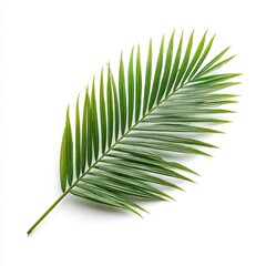 Fresh Green Palm Leaf Isolated on White Background for Design Use