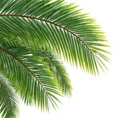 Lush Green Palm Leaves Isolated on a Bright White Background
