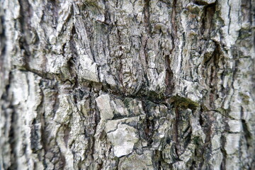 Captivating close up of tree bark reveals rough, weathered texture, showcasing an intricate natural pattern. Old wood surface displays incredible detail, evoking sense of enduring strength