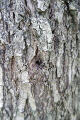 Small, camouflaged moth with intricate patterns rests peacefully rough, textured surface of grey tree bark, blending seamlessly into its natural environment and demonstrating superb natural
