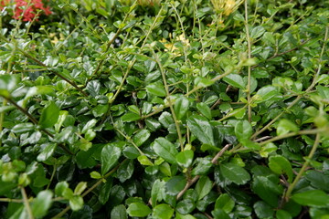 Vibrant green plant foliage creates dense, lush bush in garden, depicting nature fresh growth. outdoor scene offers tranquil and peaceful environment